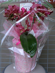 NPO�@�l ���邪 �l