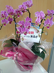 NPO�@�l ���邪 �l