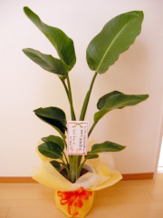 NPO�@�l�����ݑ�x���Z���^�[�~������ ���c �l